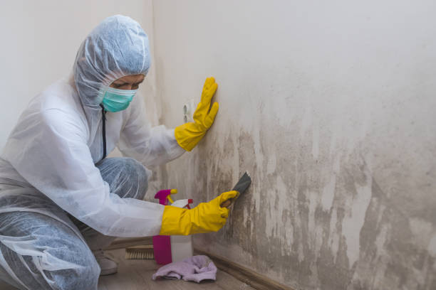 Office Mold Removal Services in Christiansburg, VA
