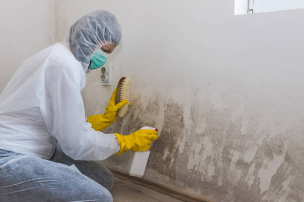 Best Toxic Mold Removal  in Christiansburg, VA