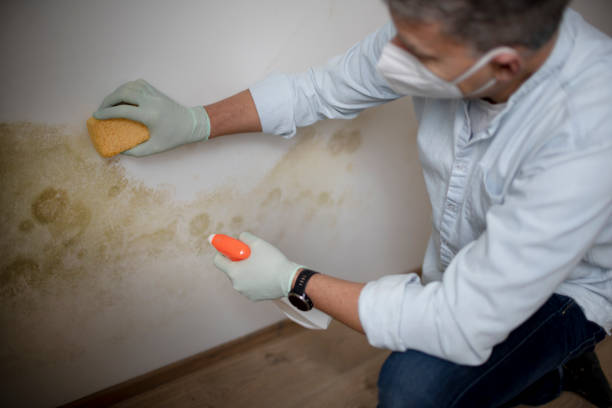 Best Same-Day Mold Removal  in Christiansburg, VA