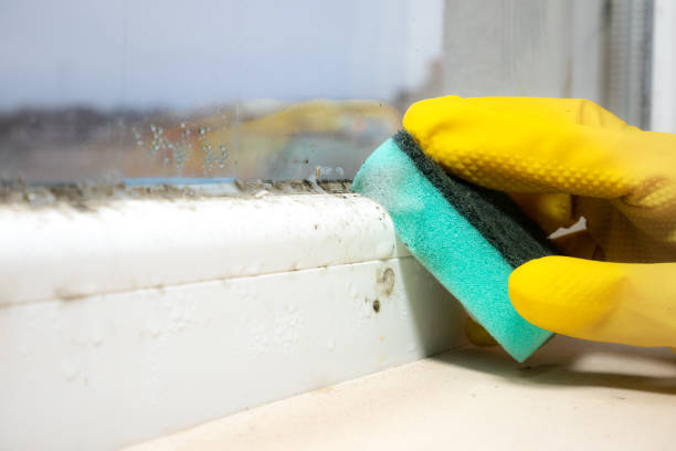 Best Mold Damage Repair  in Christiansburg, VA