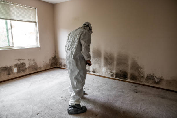 Reliable Christiansburg, VA Mold Removal Solutions