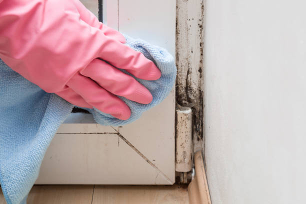 Best Mold Removal Near Me  in Christiansburg, VA